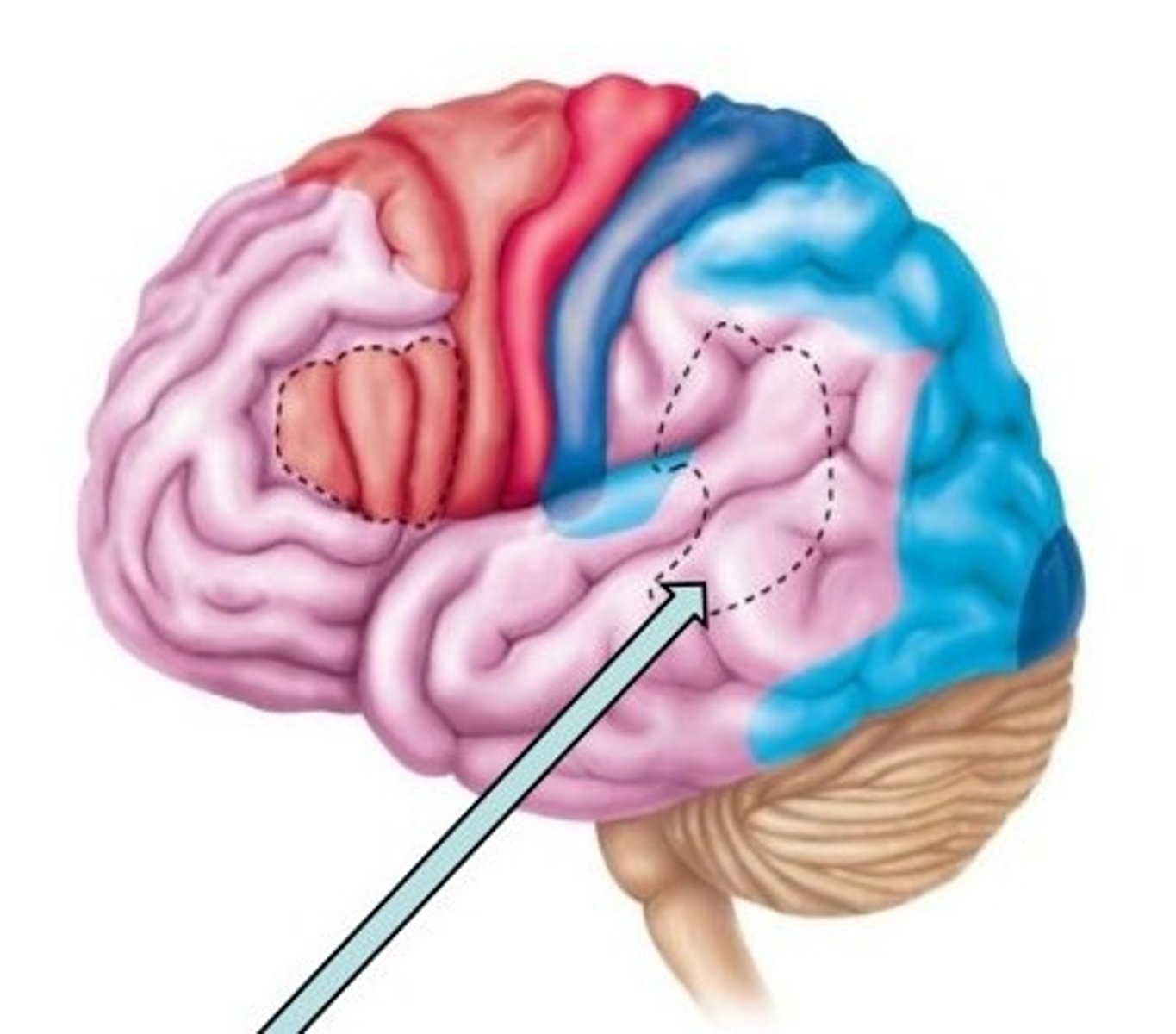 <p>Controls speech comprehension (temporal lobe).💡 Mnemonic Tip: "Wernicke = Word Salad when damaged"</p>