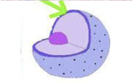 What is the Nuclear Membrane
