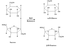 <ul><li><p>Broken bonds from condensation being reformed by adding water back  </p></li></ul><p></p>