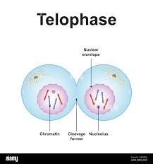<p>Nuclear <strong>membrane forms, cytokinesis begins</strong></p>