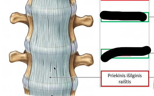 <p>Priekinis išilginis raištis</p>