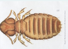 <p>CHEWING louse-cattle</p>