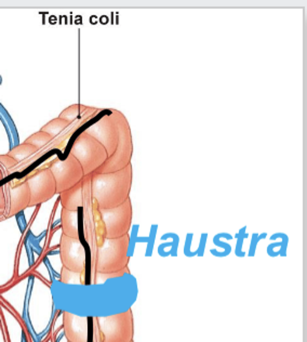 <p>3 bands of smooth muscle that the large intenstine shrinks into; contractions of these "puckers" it into pouch-like segments called haustra</p><p>unique feature of large intestine because it has this and not a longitudinal layer (for smooth muscle)</p><p>smooth muscle transitions to skeletal muscle (external anal sphincter) in the large intestine</p>