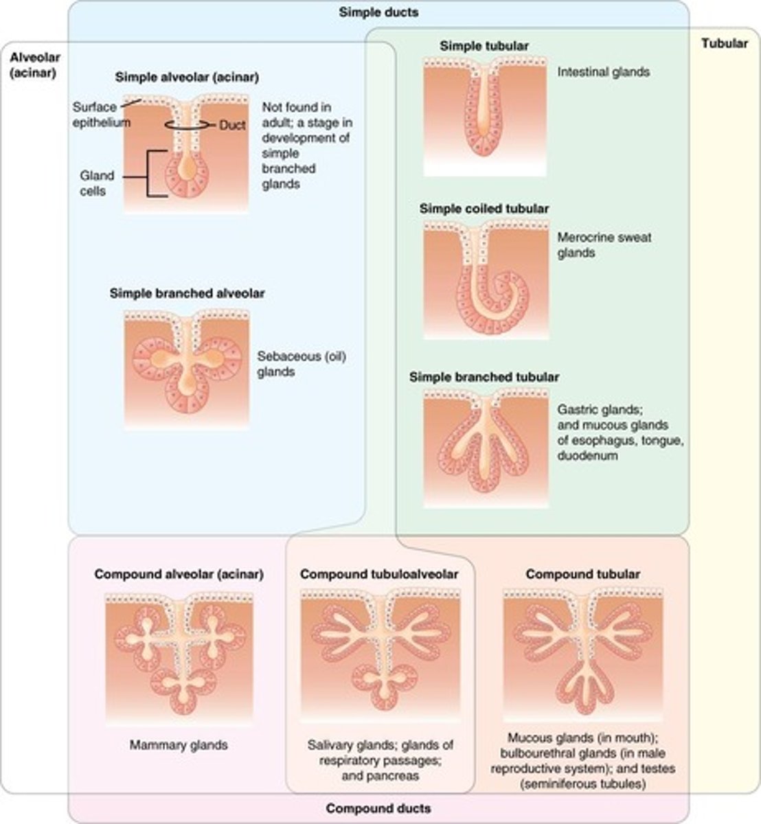 <p>Glands with ducts that lead to the epithelial surface</p>