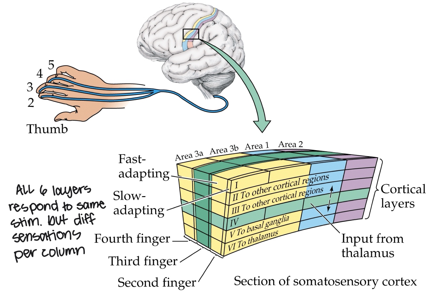 <p>Each cortical cell has a precise receptive field and only responds to one sensation.</p>