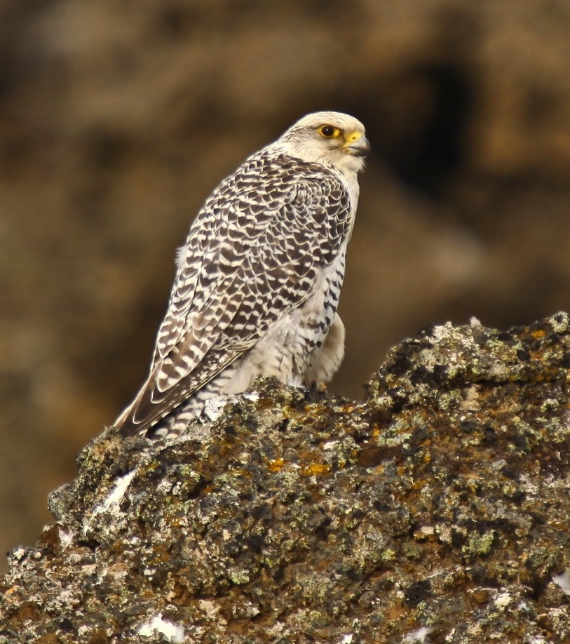 <p>Gyrfalcon</p>