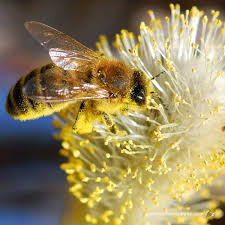 <p>Study of pollen and small particles </p>
