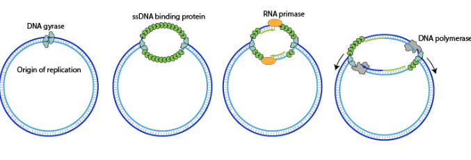 <p>process where DNA replication occurs simultaneously in both directions from single origin of replication, resulting in two active replication forks</p>