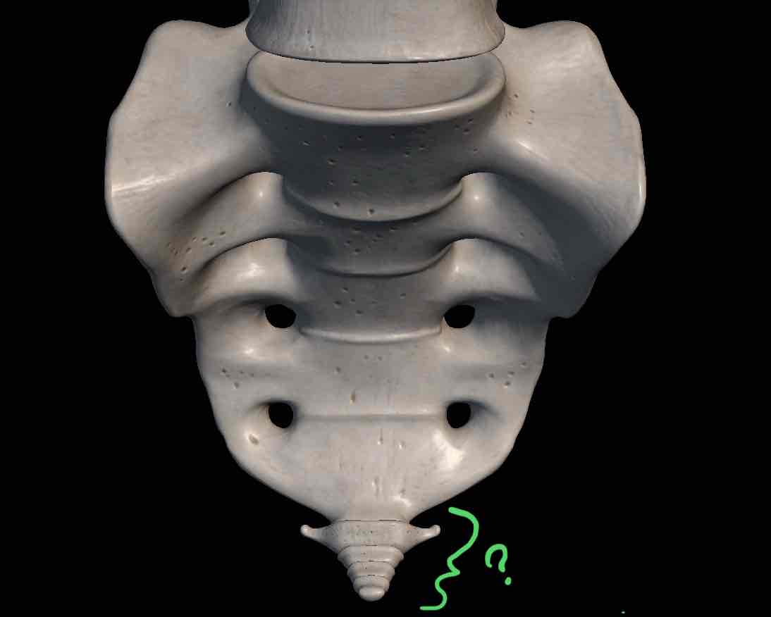 <p>Name this bone</p>