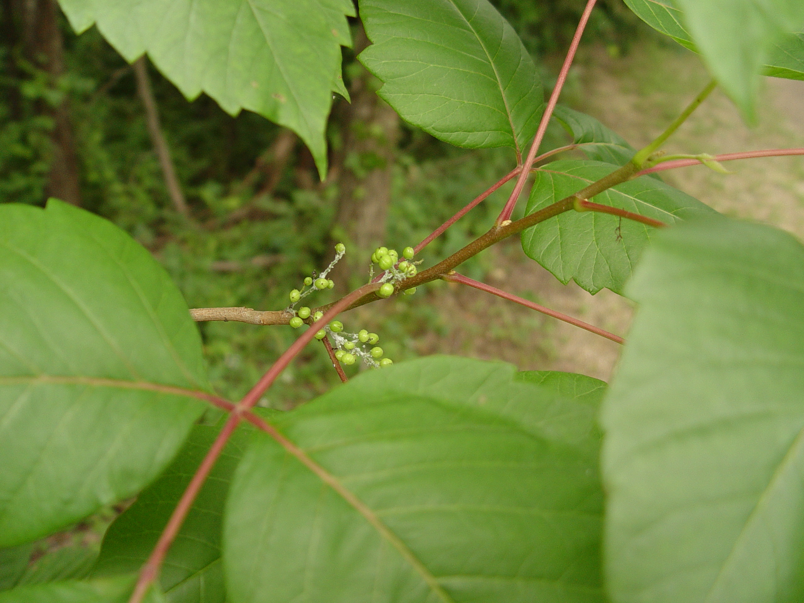 Family: Anacardiaceae

SN: Toxicodendron radicans