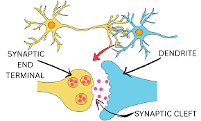 <ul><li><p>Axons are covered by a lipid layer called a <strong>myelin sheath</strong></p><ul><li><p>The myelin sheath <strong>insulates</strong> the neuron, which speeds up the transmission of action potentials along the axon. </p></li><li><p>The end of an axon is called  an <strong>axon terminal</strong></p></li></ul></li><li><p>Neurons communicate with each other at special junctions called <strong>synapses.</strong></p><ul><li><p>These synapses communicate by releasing neurotransmitters into <strong>synaptic cleft</strong>.</p></li><li><p>The <strong>synaptic cleft </strong>is a small gap between the axon terminal and the receiving cell. </p></li></ul></li></ul><p></p>
