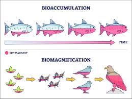 <p>biomagnification</p>