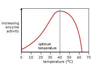 <p>Temp increases, RoR increases because particles have more energy so more collisions with substrate.</p><p>Optimum temp = enzyme works fastest.</p><p>Temp rises above optimum, enzyme denatures</p>