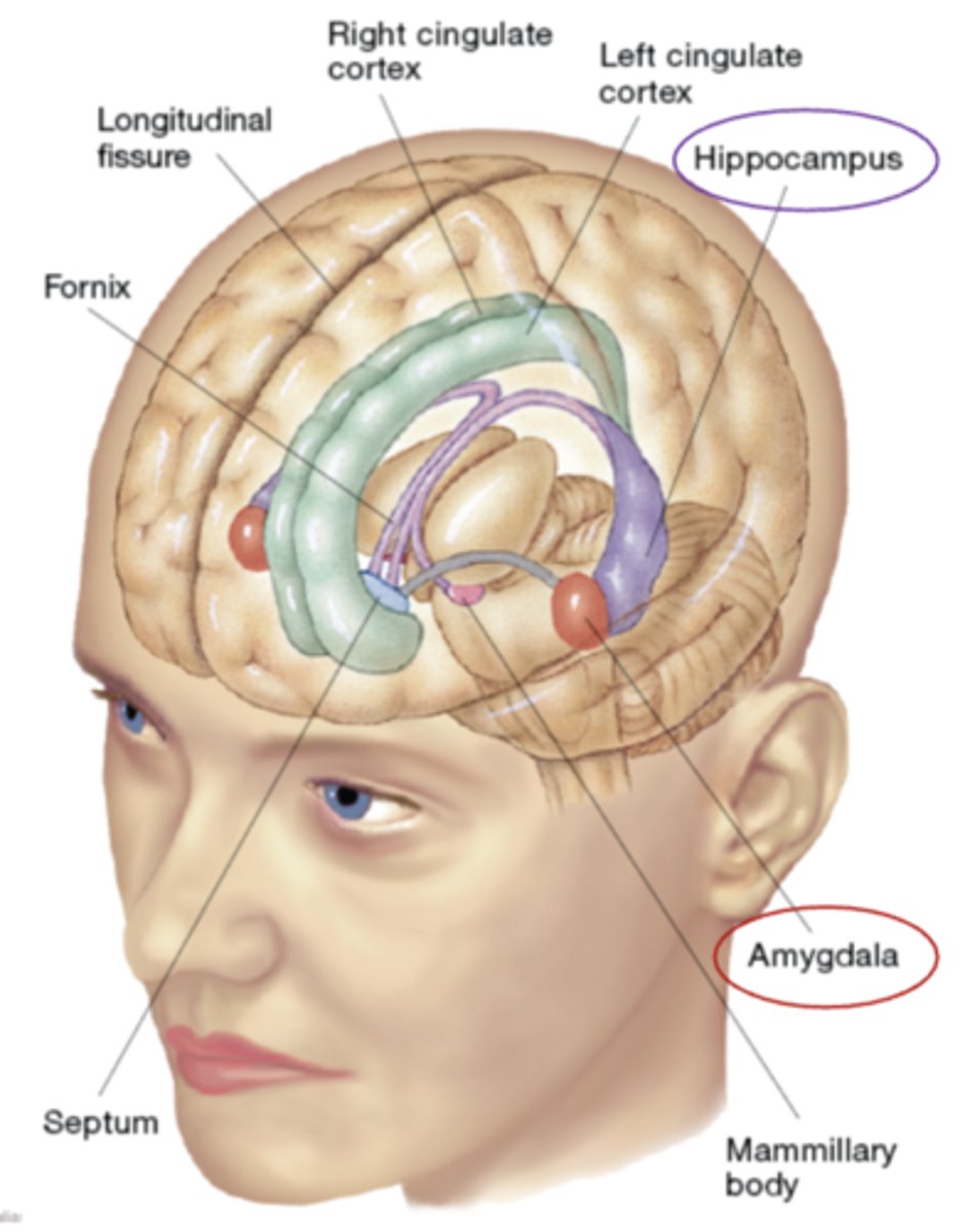 <p>regulates motivated behaviours .</p><p>Structures include mammillary bodies, hippocampus, amygdala,fornix, cingulate cortex, septum</p>