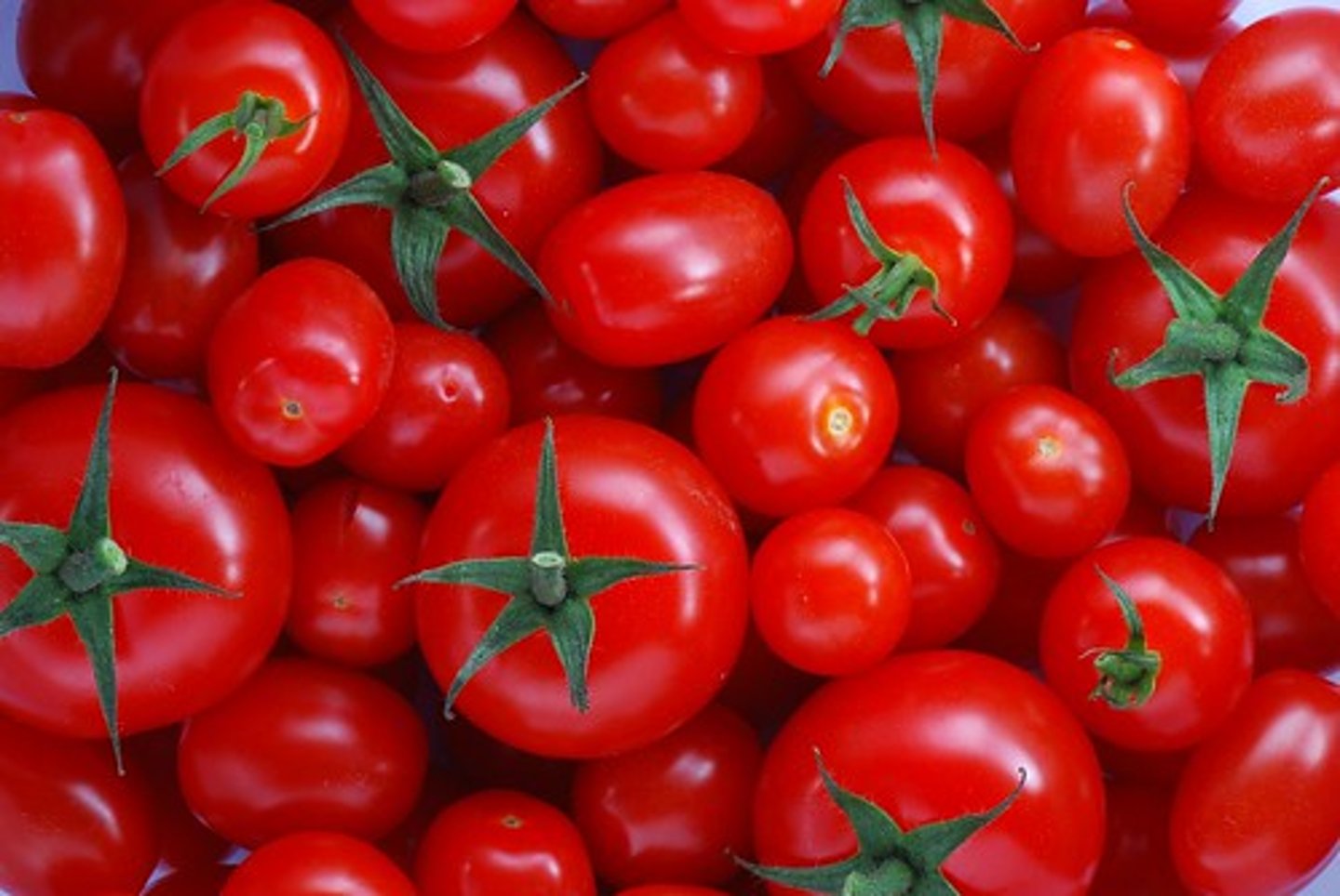 <p>tomato</p>