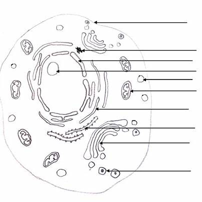 <p>what type of cell is this an label it </p>