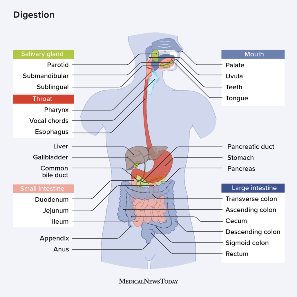 <ul><li><p>consists of the alimentary canal extending from the mouth to the anus, plus accessory organs that empty into the alimentary canal</p></li><li><p>Alimentary canal, or gastrointestinal (GI) tract: beginning at the mouth, through pharynx, esophagus, stomach, small intestine, large intestine and ending at the anus</p></li><li><p>Accessory digestive organs: teeth, tongue, salivary glands, liver, gallbladder, and pancreas</p></li></ul>