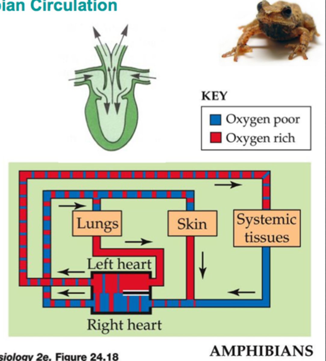 <p>Filled with oxygen rich blood</p>
