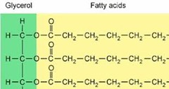 <p>Neutral fats are non polar, uncharged triglycerides that have no acidic or basic groups.</p>