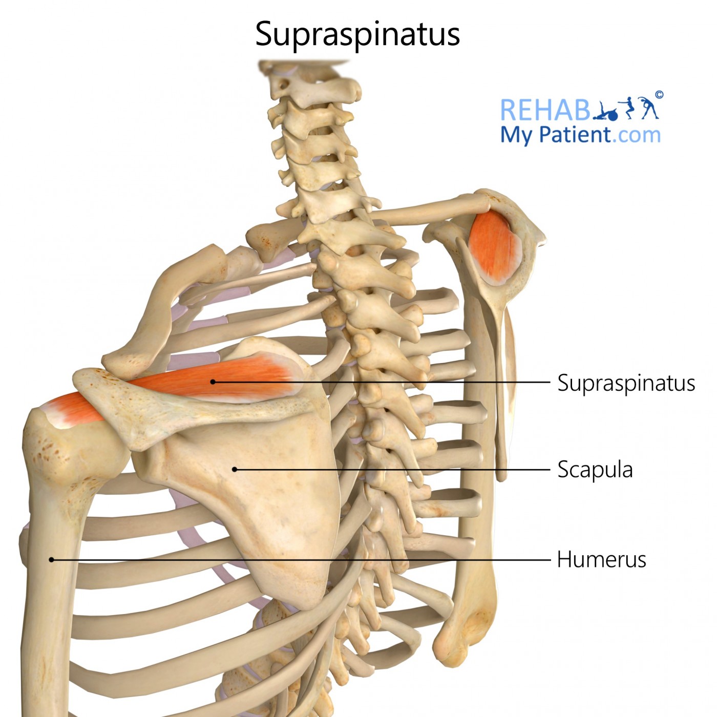 <ul><li><p>exists above the spine of the scapula</p></li><li><p>assists with the abduction of the arm</p></li></ul><p></p>