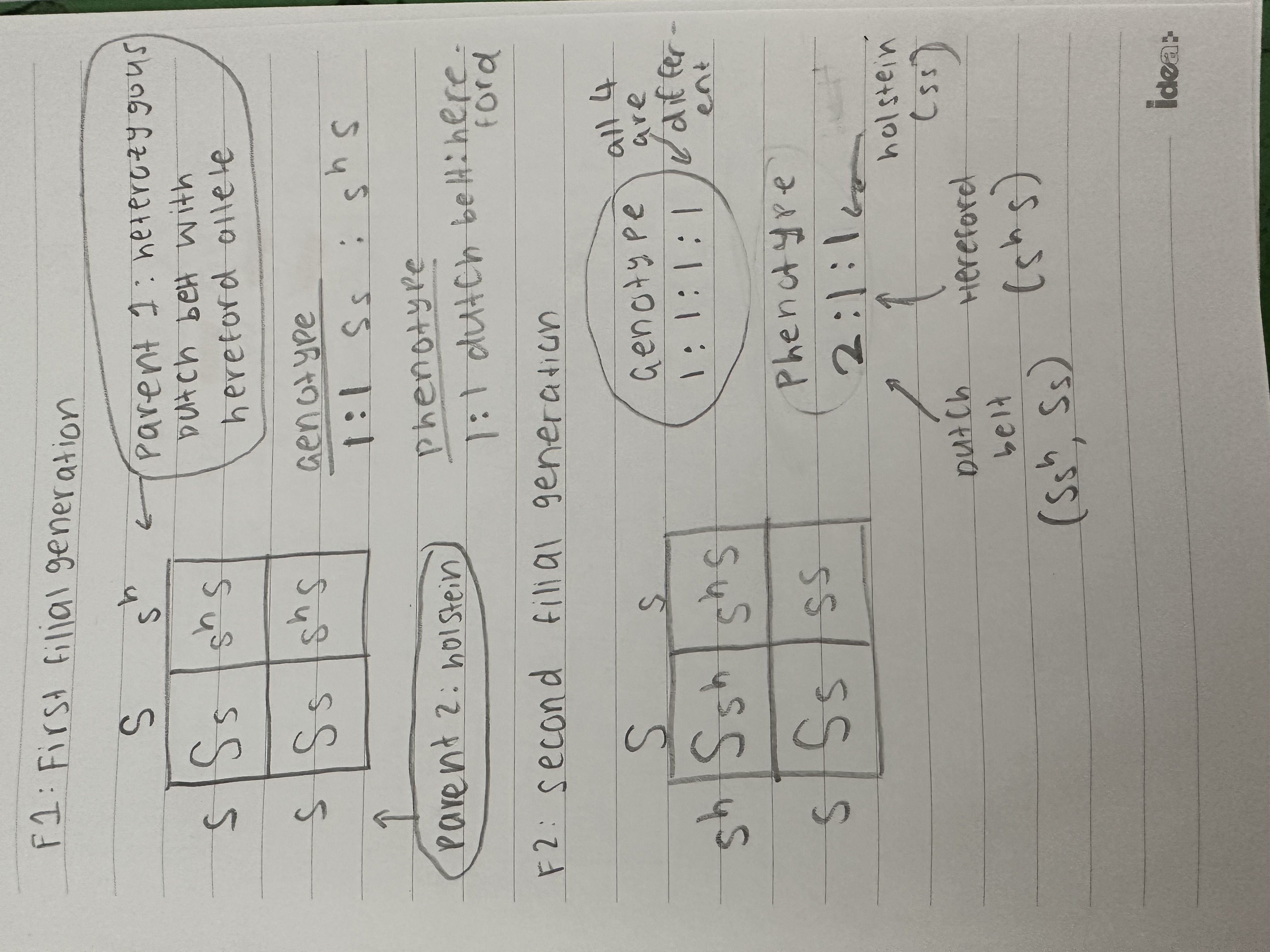 <p>SEE IMAGE FOR PUNNET SQUARES</p><ol><li><p>F1 offspring</p><ol><li><p>Genotypes = 1:1</p><ol><li><p>50% Ss (heterozygous Dutch belt with solid allele)</p></li><li><p>50% s^hs (heterozygous hereford with holstein allele)</p></li></ol></li><li><p>Phenotypes = 1:1</p><ol><li><p>50% Dutch Belt, 50% Hereford</p><p></p></li></ol></li></ol></li><li><p>F2 generation</p><ol><li><p>Genotypes = 1:1:1:1</p><ol><li><p>25% Ss^h</p></li><li><p>25% Ss</p></li><li><p>25% s^h s</p></li><li><p>25% ss</p></li></ol></li><li><p>Phenotypes = 2:1:1</p><ol><li><p>50% Dutch Belt (Ss^h, Ss)</p></li><li><p>25% Hereford (s^h s)</p></li><li><p>25% Holstein (ss)</p></li></ol></li></ol></li></ol>