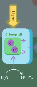 <p>PHOTOLYSIS is when….. and occurs in the …. ….</p>