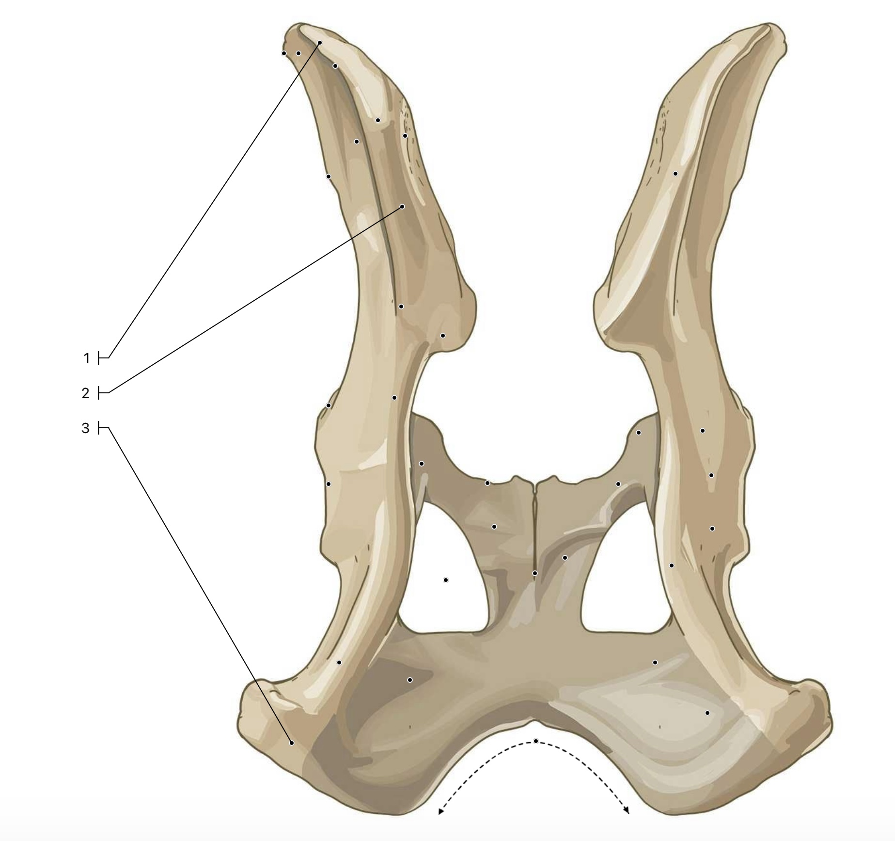 <p>This is a dorsal view of the pelvis. What are the 3 landmarks labeled?</p>