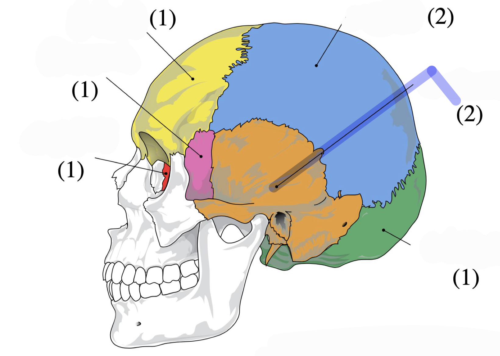 <p>Mastoid process, mandibular fossa, zygomatic process, external auditory meatus</p>