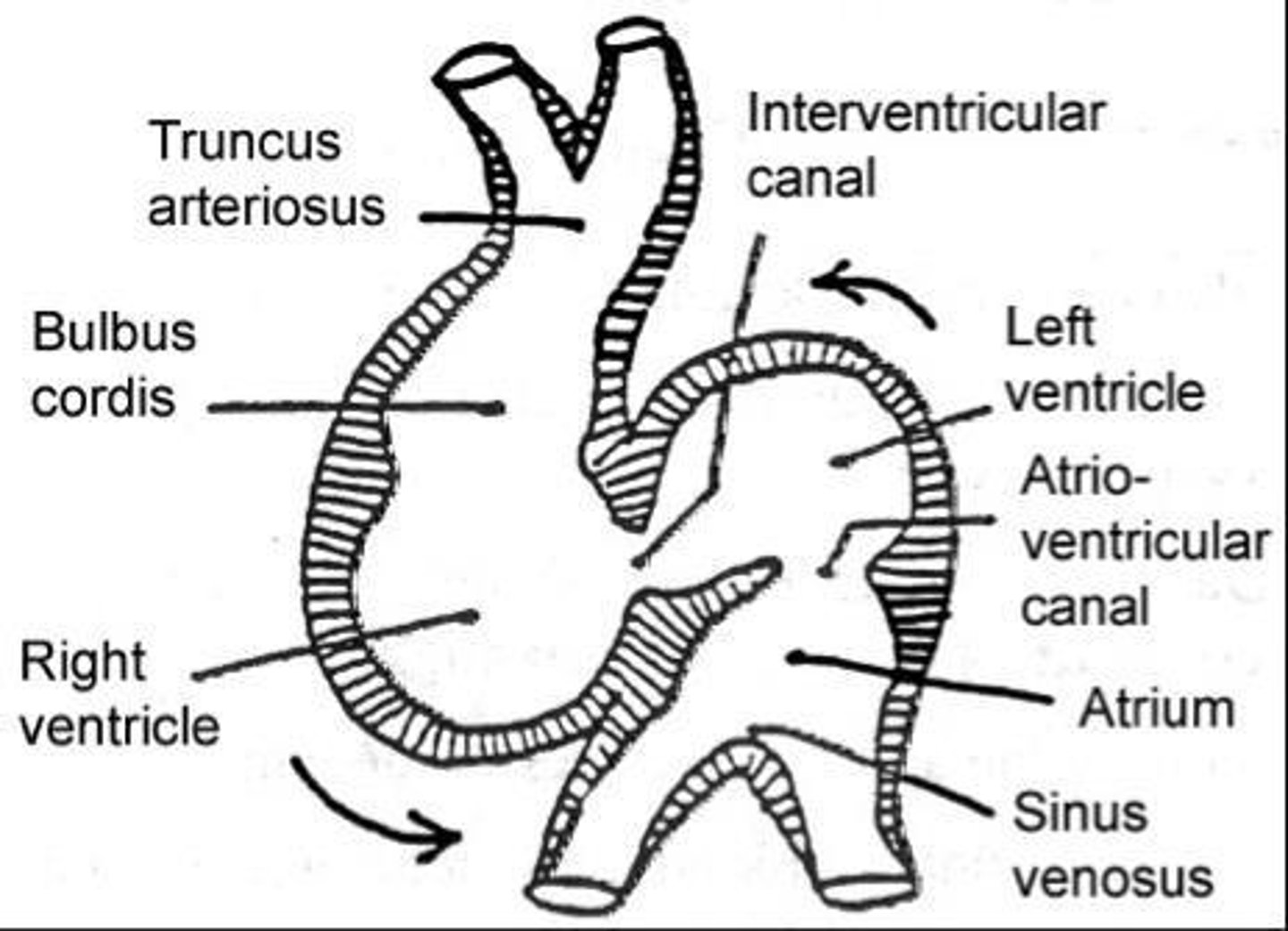 <p>It is the only great vessel leaving the heart during early development.</p>