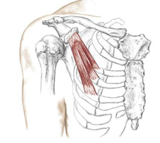 <p>what muscle is this </p>
