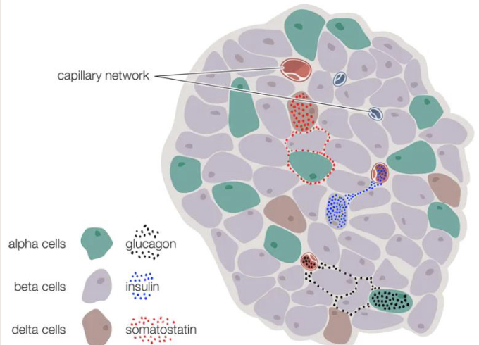 <p>Endocrine glands</p>