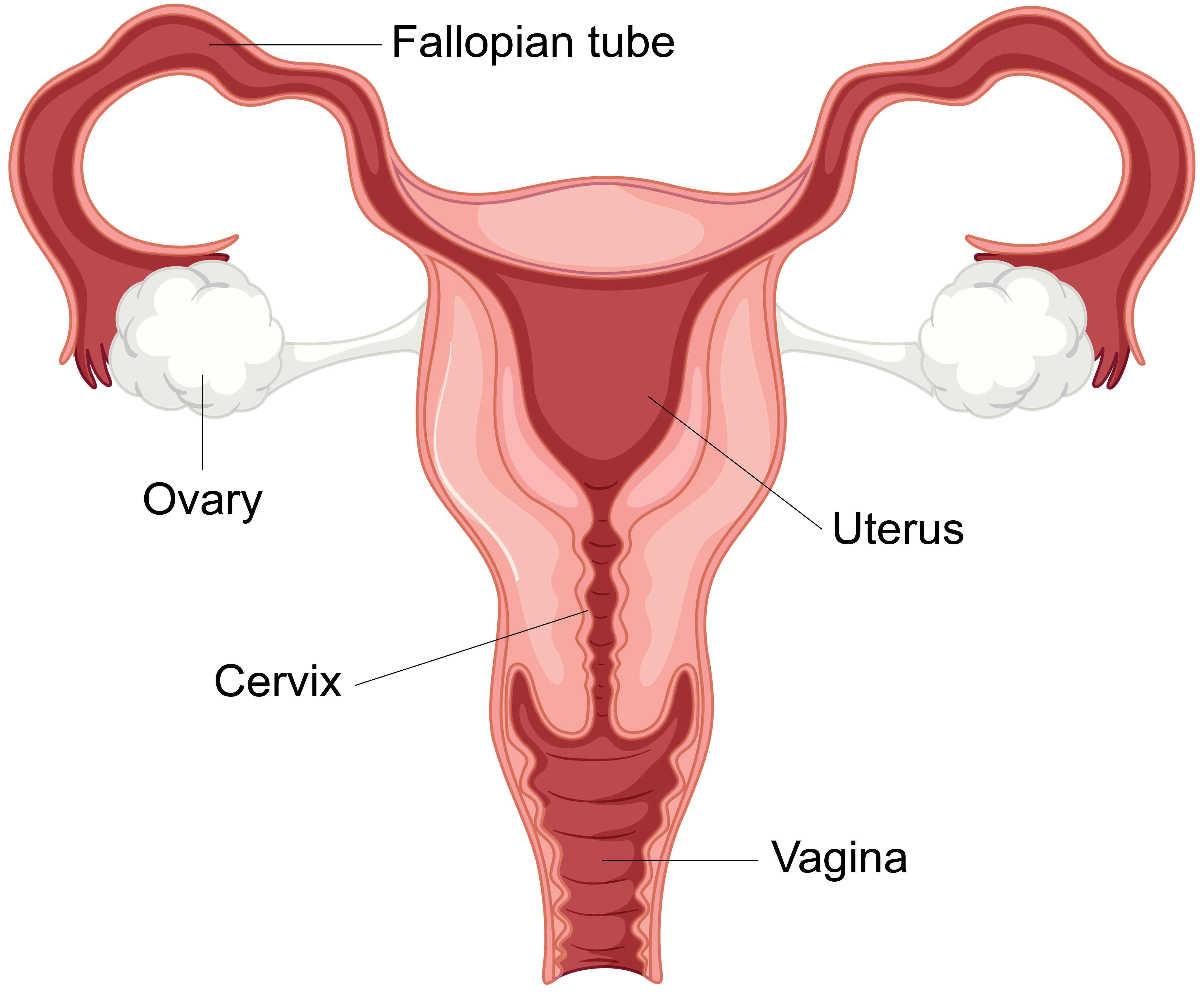 <p>a) ovary</p><p>b) fallopian tube</p><p>c) uterus</p><p>d) cervix</p><p>e) vagina</p>