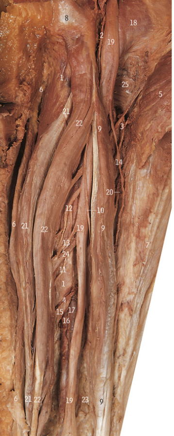 <p>21</p>
