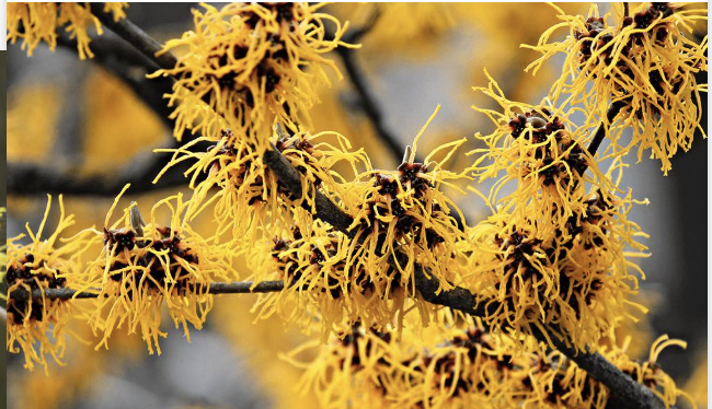 <p>witchhazel</p>