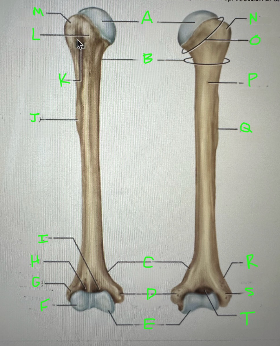 <p>olecranon fossa</p>