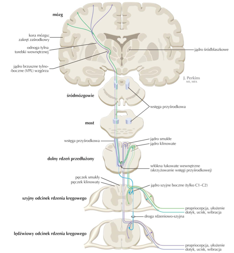 <ul><li><p>na poziomie dolnego rdzenia przedłużonego</p></li><li><p>drugi neuron drogi sznurów tylnych leży w jądrze smukłym i klinowatym » jego neuryty biegną&nbsp;jako włókna łukowate wewnętrzne</p></li><li><p>włókna łukowate wewnętrzne KRZYŻUJĄ&nbsp;SIĘ&nbsp; w SKRZYŻOWANIU WSTĘG</p></li><li><p>po wyjściu ze skrzyżowania wstęg włókna to WSTĘGA PRZYŚRODKOWA</p></li></ul><p></p><p>oprócz drogi sznurów tylnych w skład włókien łukowatych wewnętrznych wchodzą:</p><ul><li><p>neuryty jąder czuciowych nerwów czaszkowych</p></li><li><p>neuryty jąder tworu siatkowatego</p></li><li><p>droga oliwkowo-móżdżkowa</p></li></ul>