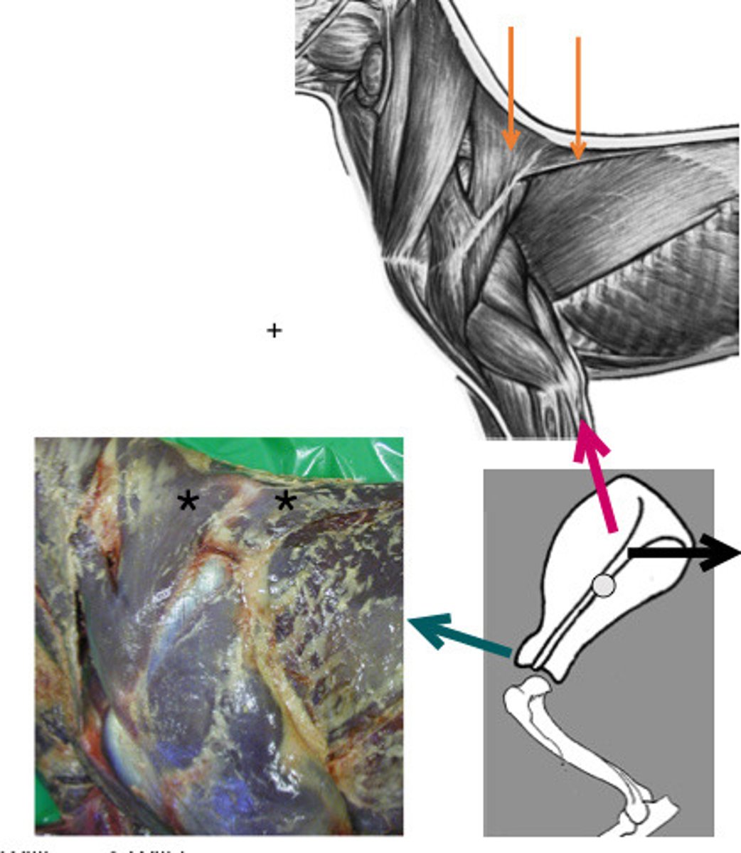 <p>What muscle is presented in the image?</p>
