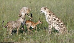 - Ability of an organism to survive and reproduce in its environment
- reproductive success of offspring
- the most fit individuals have the most viable offspring
- a fit organism is able to survive and make babies that will survive
