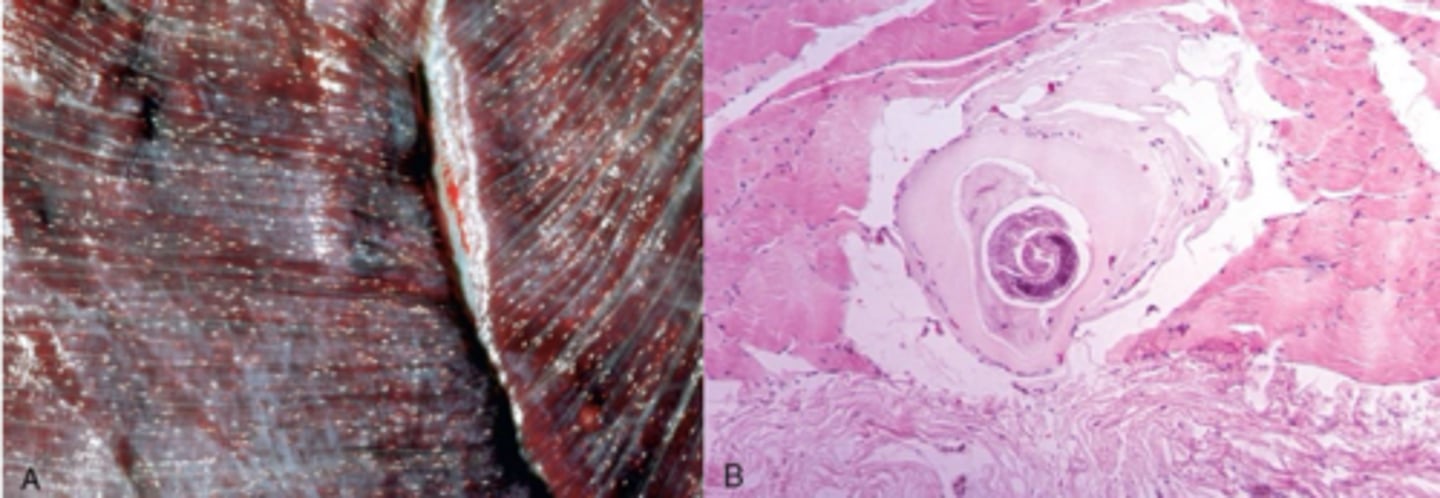 <p>What is the pathology of parasitic myopathy in pigs?</p>