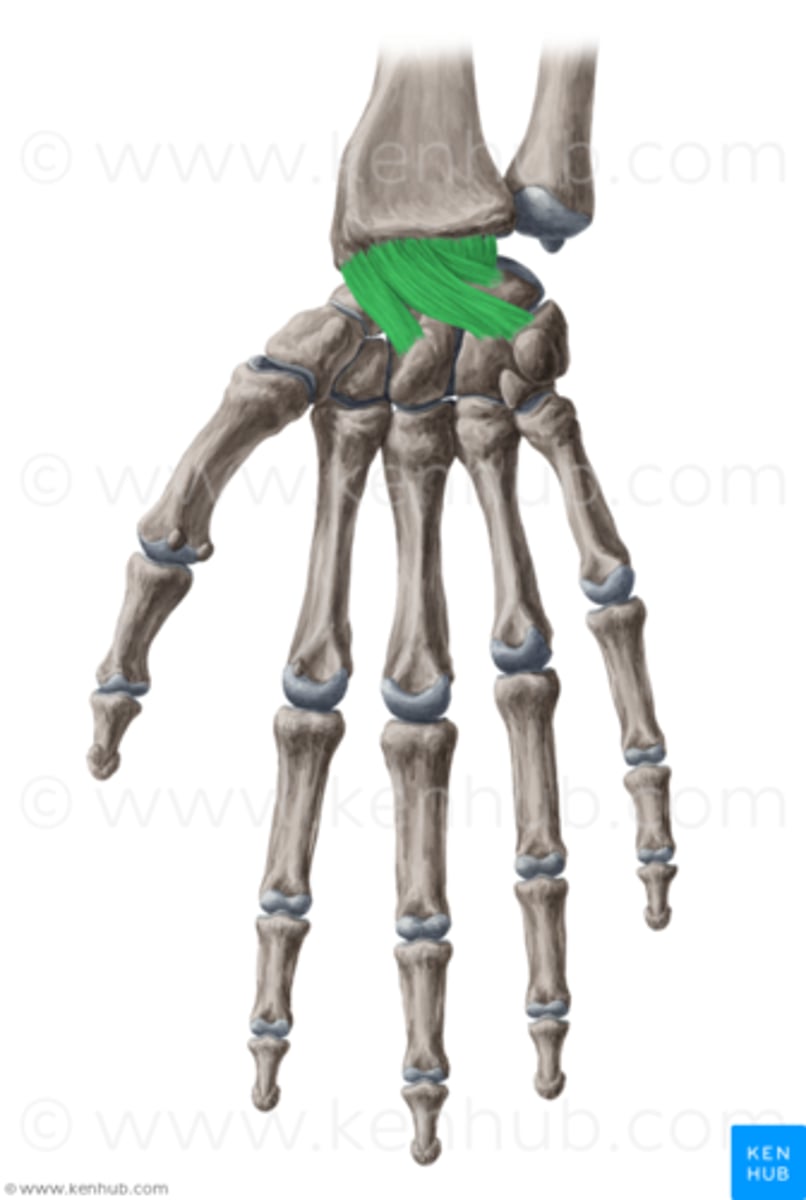 <p>on palmar aspect of wrist; between radius and carpal bones; limits wrist extension</p>