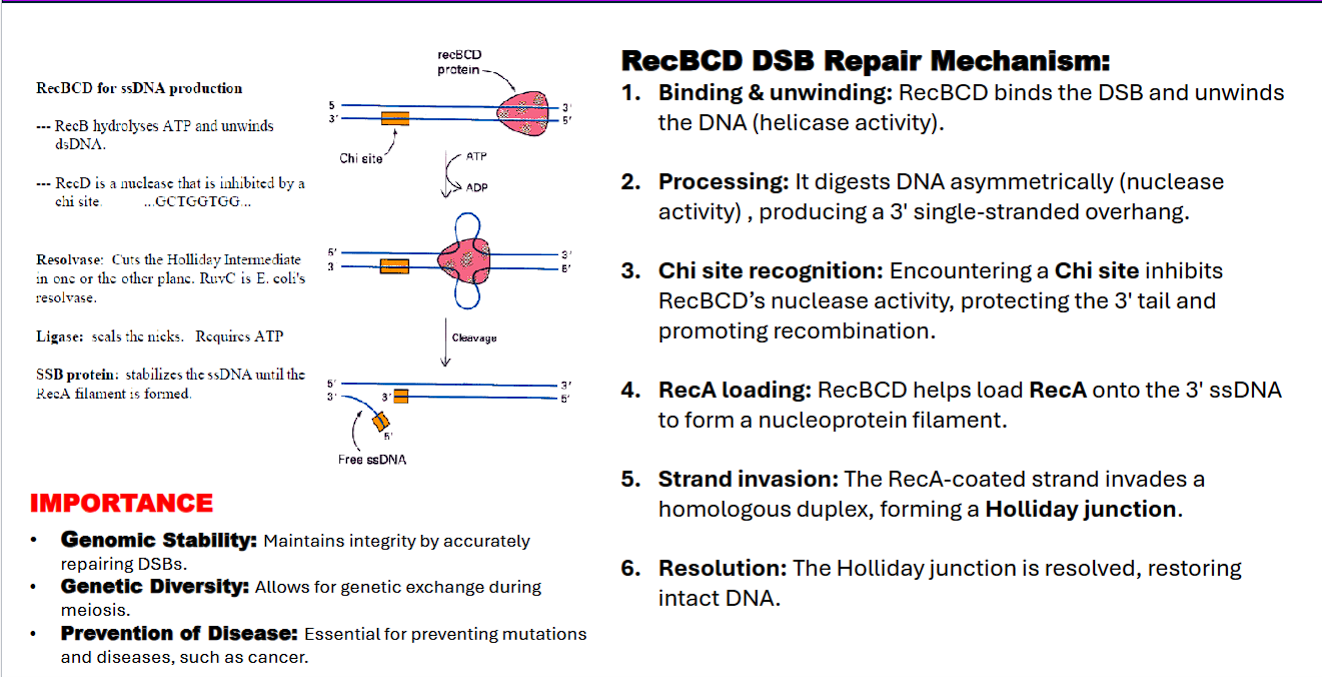 <p>RecBCD DSB Repair Mechanism:</p><p>1. RecBCD <strong>binds</strong> the DSB</p><ol start="2"><li><p>Rec<strong>B</strong>CD <strong>hydrolyzes ATP and unwinds DNA (showing helicase activity)</strong></p></li><li><p>RecBC<strong>D</strong> <strong>digests</strong> DNA asymmetrically (<strong>nuclease activity</strong>) , producing a 3′ single-stranded overhang.</p></li></ol><ol start="4"><li><p>Encountering a <strong>Chi site inhibits Rec</strong>BC<strong>D’s nuclease activity</strong>, protecting the 3′ tail and promoting recombination.</p></li></ol><p>Chi site: Chi site (Crossover hotspot instigator) is a specific 8-base-pair sequence (5'-GCTGGTGG-3' in E. coli)</p><p>RecBCD undergoes a conformational change upon the Chi site, leading to inhibition.</p><ol start="5"><li><p>RecBCD helps <strong>load RecA</strong> onto the 3′ ssDNA to form a nucleoprotein filament.</p></li><li><p>The <strong>RecA-coated ssDNA</strong> strand performs strand invasion by invading a homologous duplex. </p></li><li><p>forming a Holliday junction.</p></li><li><p>RuvA binds to holiday junction to stabilize it</p></li><li><p>Ruv B drives branch migration through ATP hydrolysis to facilitate resolution</p></li><li><p>The Holliday junction is cleaved ("resolved") by enzymes like <strong>RuvC resolvase</strong>. Depending on how the junction is cut, this results in either <strong>crossover</strong> or <strong>non-crossover</strong> products, restoring two intact, double-stranded DNA molecules.</p></li><li><p>DNA ligase seals the nicks.</p></li></ol><p></p>