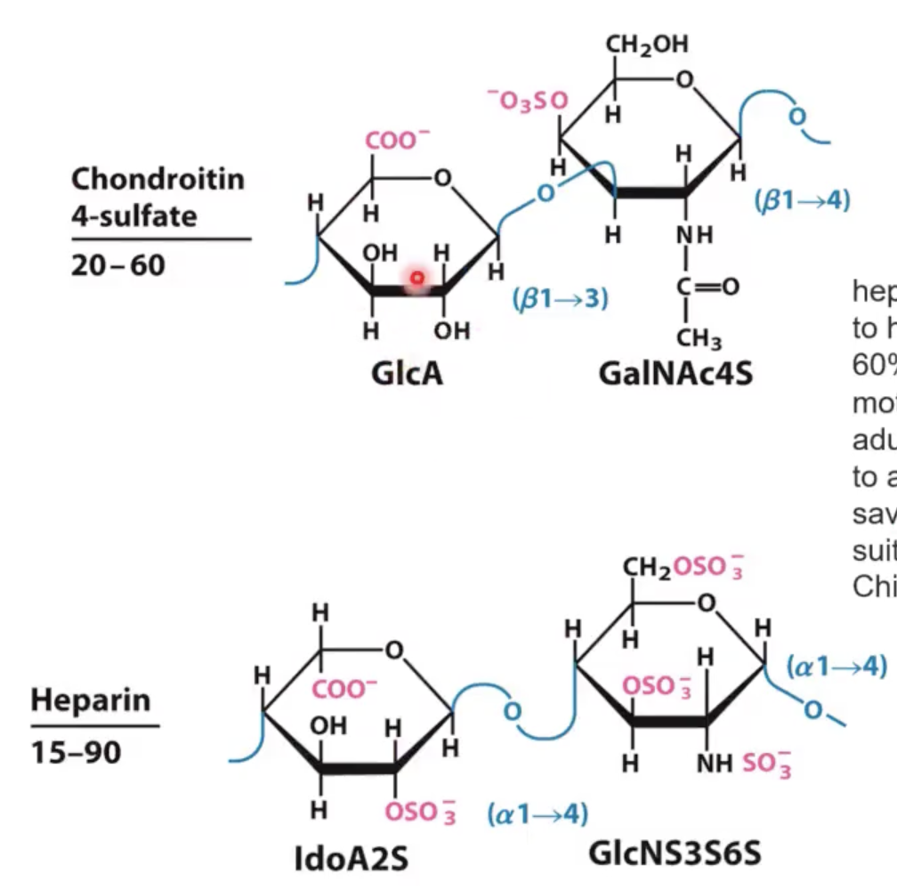 <p>Instead of ido uronic acid, it has glc uronic acid.</p><p></p><p>Instead of (α1—>4) linked N-acetyl glucoseamine, you have a (β1—>3) linked N-acetyl glycoseamine with a sulfate at position 4.</p><p></p><p>NOPE!!!</p>