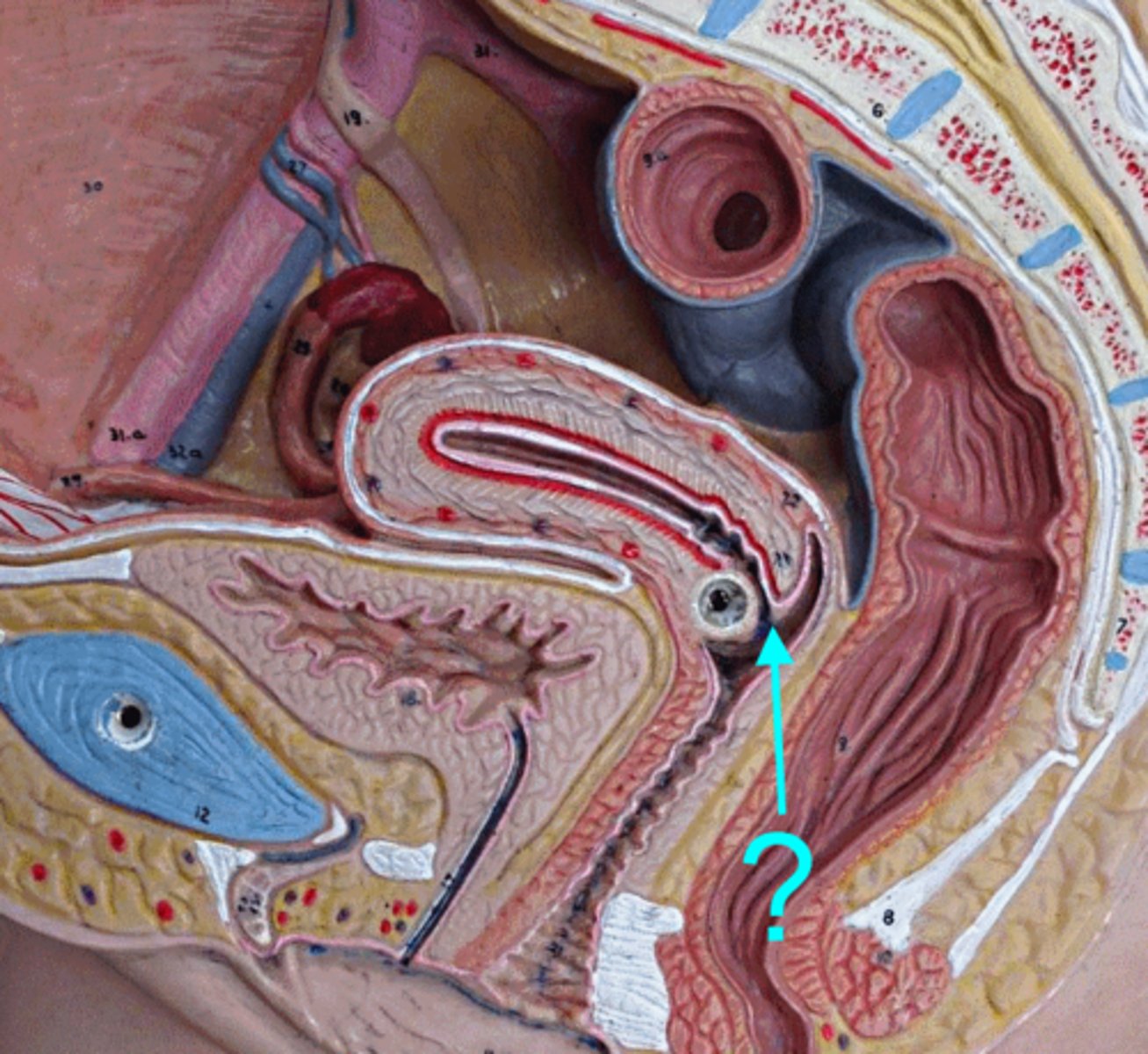 <p>Lower, narrow part of the uterus that connects to the vagina.</p>