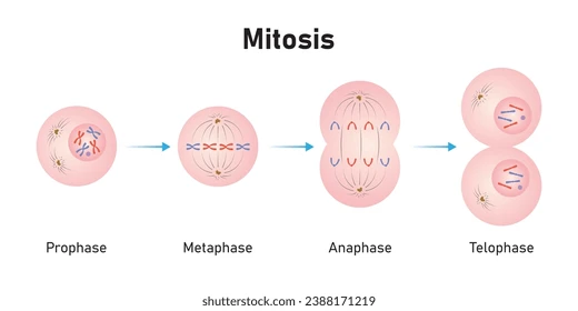 <p>P: sister chromatids are visible M: line up A: pulled apart T: new nucleus </p>