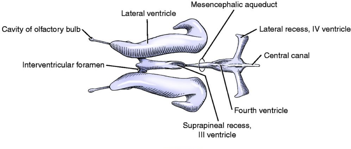 <p><strong>1) Lateral ventricle </strong></p><p><strong>2) Third ventricle </strong></p><p><strong>3) Fourth ventricle </strong></p><p><strong>4) Mesencephalic aqueduct </strong></p>