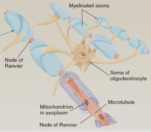 <ul><li><p>Oligodentrocytes produce large branches of cell membrane. Each branch wraps many times around a nearby axon, which forms the myelin sheath </p></li><li><p>Myelin is just a wrapping of fat which electrically insulates the bacon and speeds up the action potential </p></li><li><p>Most axons in the brain are heavily myelinated </p></li></ul><p></p>