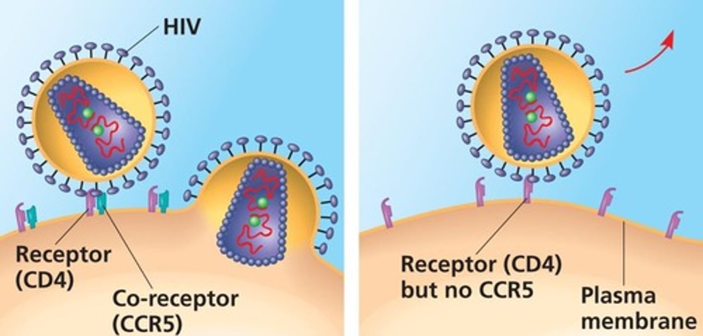 <p>CCR5 is a chemokine receptor that HIV uses to enter immune cells.</p>