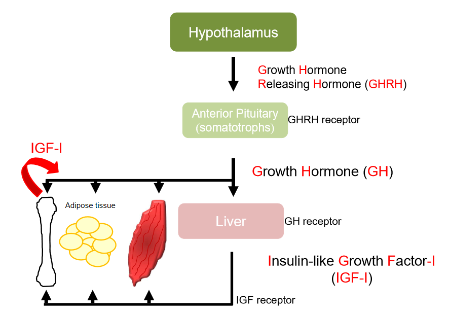 <ul><li><p>rise in intracellular cAMP</p></li><li><p>liver produces another hormone- IGF-1</p></li><li><p>growth hormone has direct and indirect effects </p></li><li><p>some IGF-1 produced locally- acts within bone </p></li><li><p>IGF-1 has endocrine, paracrine(neighbouring cells) and autocrine(same cell) effects </p></li></ul><p></p>