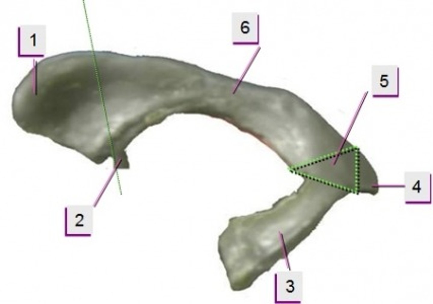 <p>6</p>