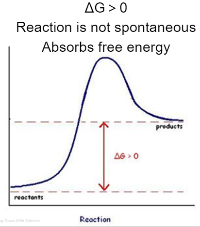 <p>reactions that absorb energy ΔG&gt;0 Reaction is not spontaneous</p>